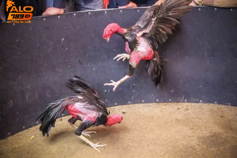 Lịch sử và ý nghĩa của đá gà chọi