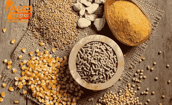 Các loại thức ăn gà đá phổ biến