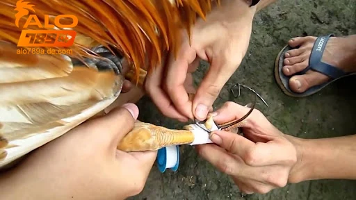 Các loại cựa gà đá phổ biến và đặc điểm từng loại