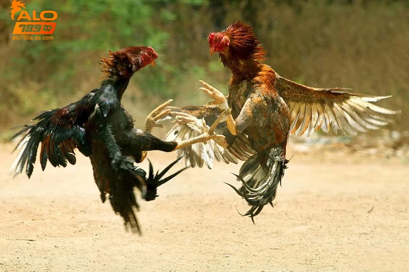 Kỹ thuật và kinh nghiệm trong đá gà chọi